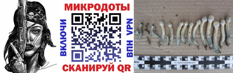 наркошоп  Минусинск  Псилоцибиновые грибы Magic Shrooms 